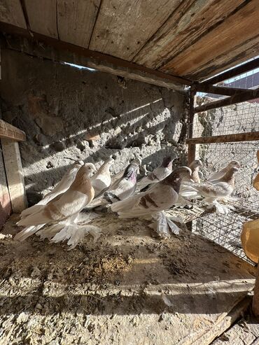 Птицы: Продаю голубей!!!! На фото представлены голуби разных пород. Цены на — 31