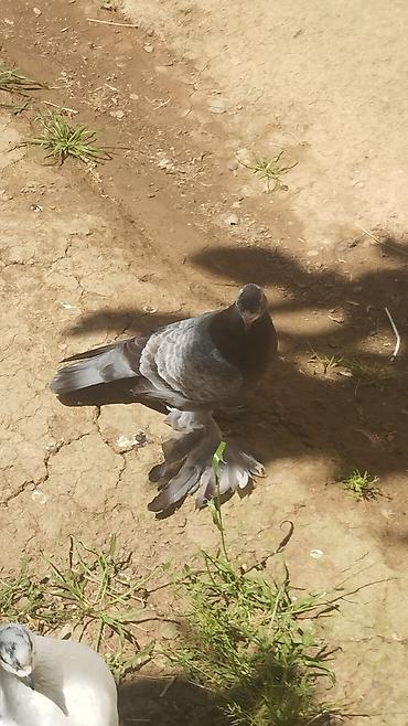 pişiklər ucuz: Bala quşdu anası oynaq atası dekarativdi Cütdilli ayaqlı, geniş — 1