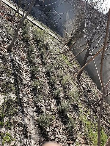 Продажа коттеджей и домов: ПРОДАЕТСЯ ДОМ ИДЕАЛЬНО ПОД БИЗНЕС ПО ГЛАВНОЙ ЦЕНТРАЛЬНОЙ ТРАССЕ 6 — 2