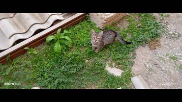 Həyət evləri və villaların satışı: 3 otaqlı, 80 kv. m, Kredit yoxdur, Orta təmir — 24