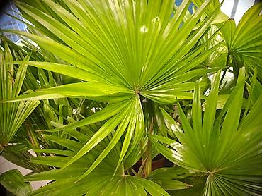 mini sanseverija: Filadendroni, Palme, Chlorophytum, Zamije, Yucca, Drvo Zivota — 3