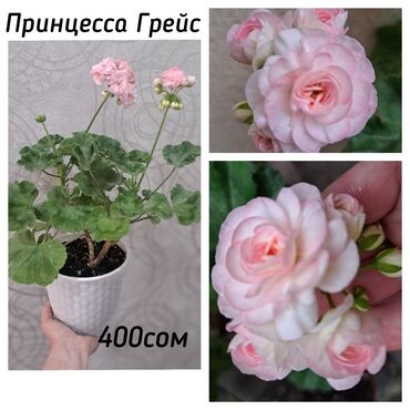 экзотические растения: В продаже разные сорта пеларгонии(герани)