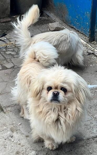 it ucun tasma: Pekines, 1 il, Dişi, Ünvandan götürmə