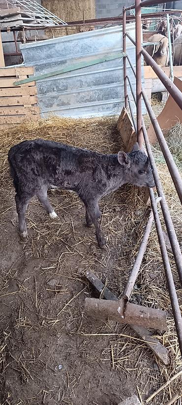 Коровы, быки: Продаю | Музоо, торпок | На откорм — 1