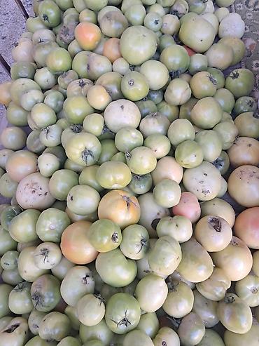 Продукты питания: Помидоры В розницу — 1