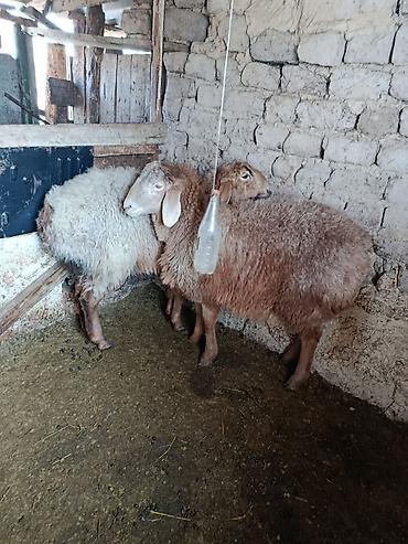 Баран, овца: Продаю | Овца (самка) | Для разведения | Матка — 7