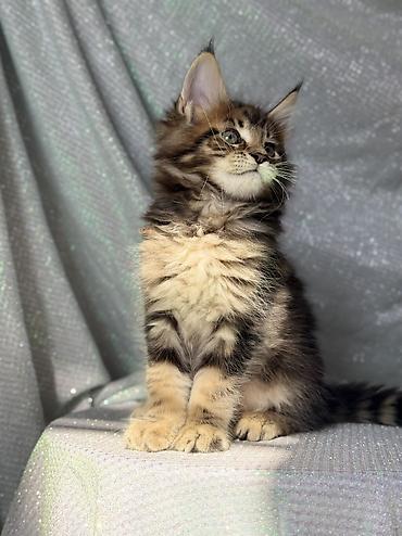 кошка породистый: Породистый котёнок мейн-кун. Особенности: - Ярко выраженный породный — 2