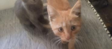 игрушки кошек: Кошка даром: Беспородная, 3 месяца, Мальчик — 1