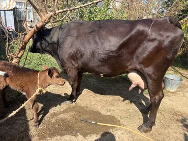 jersey inek satışı: İnək bir həftədi doğub. 15 litr süd verir. Cox saglam, yeyimcil