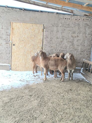 Бараны, овцы: Продаю | Овца (самка), Ягненок | Арашан | Для разведения | Ярка — 15