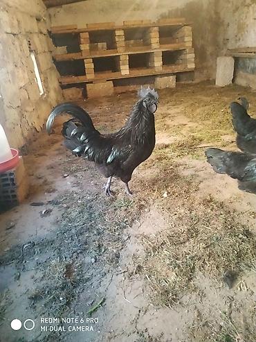 ayam cemani: Xoruz, Indonesiya, il: 1 — 3