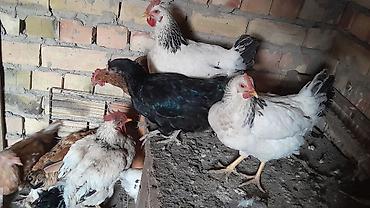 ош курица: Продаю | Куры | Домашняя | Несушки — 1
