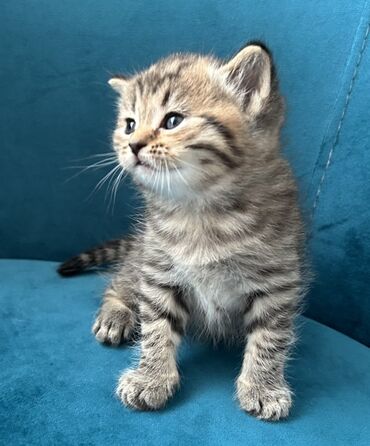 Pişiklər: Britan, Ünvandan götürmə — 6