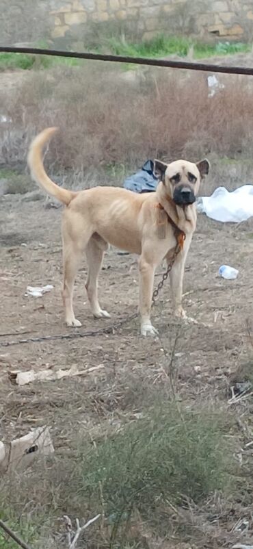 İtlər: Kanqal, 1 il, Erkek, Peyvəndli, Ödənişli çatdırılma — 10