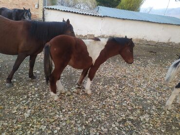 Лошади, кони: Продаю | Жеребенок | Полукровка | Рабочий — 7