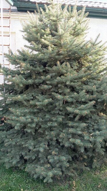 Ёлки: Живая ель (ёлки, ели, ёлка) Большая ель с пышной кроной и — 2