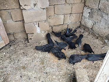 ereb ati satilir: Qaralar satılıq hoptum 100manat 14denedi 1nesildi — 2