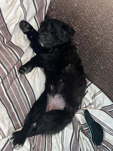 Отдам даром собаку: Собака даром: Дворняжка, 2 месяца, Самка — 3