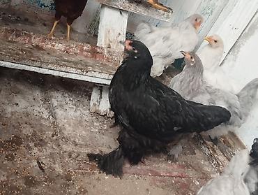 Toyuqlar: Toyuq, Brama, Damazlıq, Ünvandan götürmə — 2