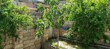 Ağaclar: Heyet evi tecili satilir torpax qiymetine yerlesir xirdalanda -da lalafo.az — 7 Ağaclar: Heyet evi tecili satilir torpax qiymetine yerlesir xirdalanda — 7