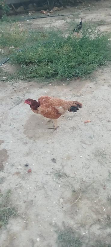 Toyuqlar: Toyuq, Yumurtalıq — 2
