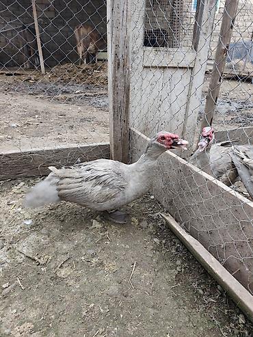 ördək balası və cücə: Muscovy (indoutka) ördəkləri – boz-ağ rəng çalarlarında — 2
