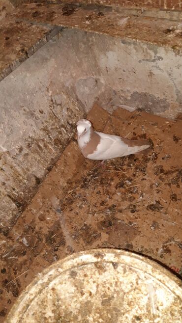 Göyərçinlər: Bawi kekili dizden cilpaq boynu qülü sari quyruqlar axi olanlarda var — 3