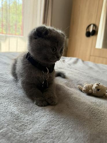 cane corso yavru: Şotland yastı qulaq, Erkək — 1