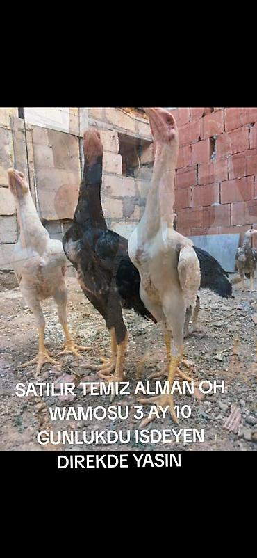 heyvan alqi satqisi: Toyuq, Damazlıq — 7