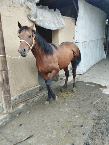 карачаевская лошадь: Продаю | Конь (самец), Жеребец | На забой