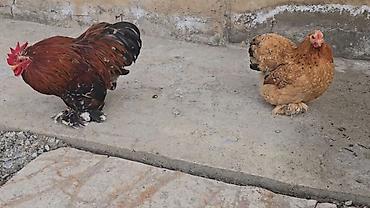 Птицы: Парселян кохинхин карлик 1+1 сатылат — 10