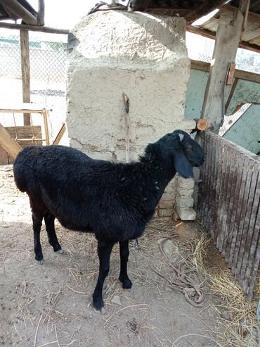 породистые козы: Продаю | Ягненок | Для разведения | Племенные