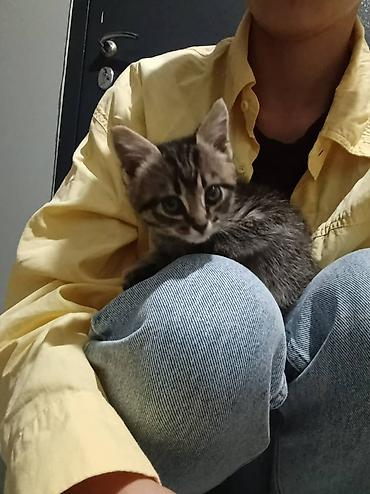 Отдам даром кошку: Кошка даром: Беспородная, 1 месяц, Девочка, Приучена к лотку — 2