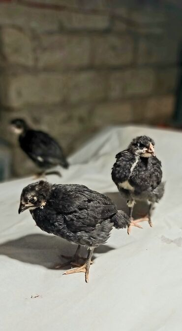 британская кошка цена в баку: Куриные цыплята, Для разведения, Самовывоз