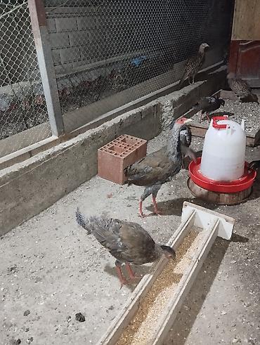 bitki satışı: Qırqovul quslarinin satisi — 5