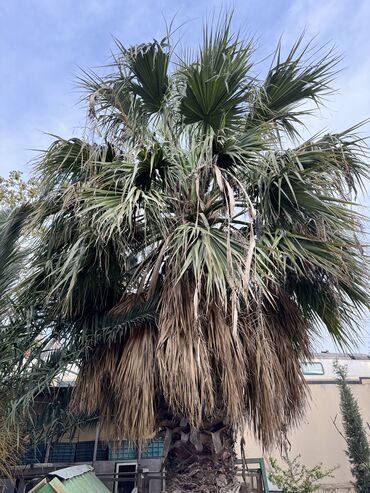 akasiya ağacı: Palma ağacı