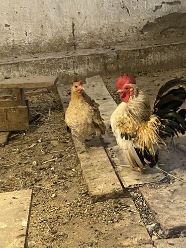 Gəmiricilər: Toyuq, Damazlıq, Ödənişli çatdırılma
