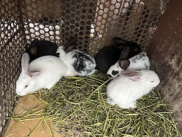хомяки цена: Продаю | Крольчиха (самка), Кролик самец, Крольчата — 4