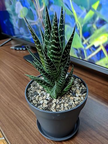xoruz otu bitkisi: Aloe "Tiki tahi". Hibrid aloe növüdü. Baxımı çox sadə. Sumqayıt — 2