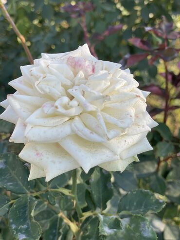 Продажа домов: Дача, 55 м², 5 комнат, Старый ремонт — 23