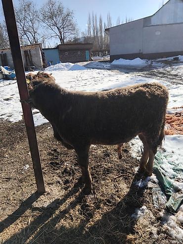 Коровы, быки: Продаю | Бык (самец) | Полукровка | На откорм — 26