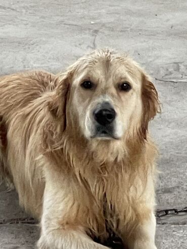 iri buynuzlu heyvan satisi: Retriever, 3 il, Erkek, Peyvəndli, Pulsuz çatdırılma