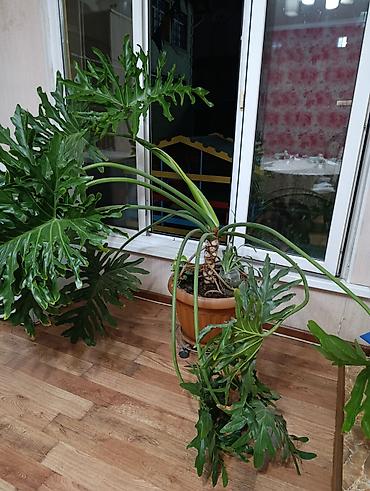 подпорки: Филодендрон (возможно, сорт bipinnatifidum/селло) в крупном горшке. - — 1