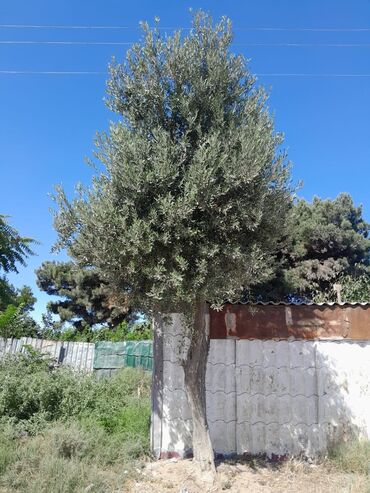 turk qoz agaci satisi: 2 ədəd böyük zeytun ağacı satılır. Hündürlükləri: Təxminən 3 və 5