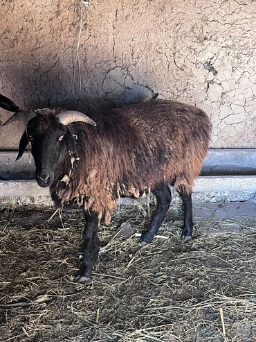 купить экзотических животных: Продаю | Овца (самка) | Романовская | Для разведения | Племенные