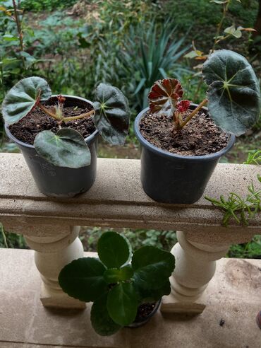 Otaq bitkiləri: Butun guleri endirimnen satiram ancag xanimlara satiw olur cox gul — 20