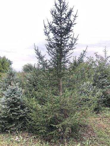 Şitillər: Dekarativ agaclarin satiwi istenilen novde istenilen olcude var elave — 21