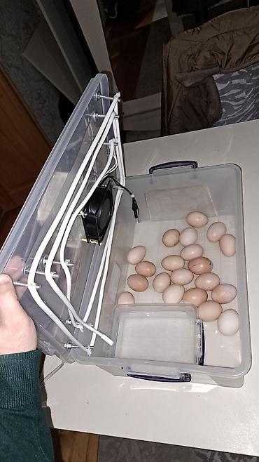 İnkubatorlar: Tam avtomat — 6