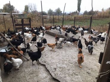 дом животных: Сатам | Тооктор | Үй | Көбөйтүү үчүн