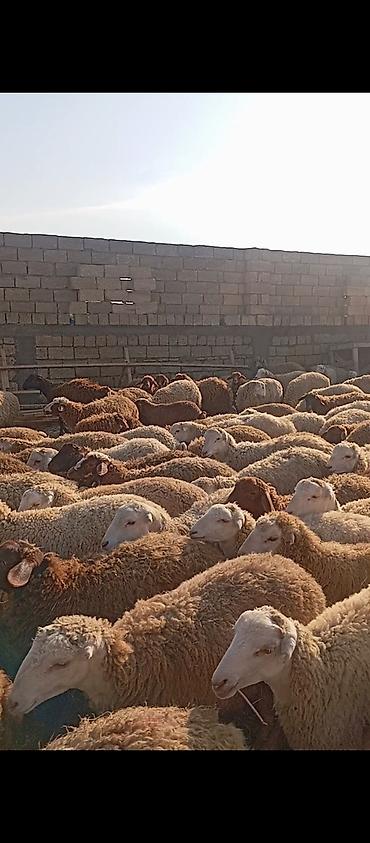kirpi eti satışı: Quzu kəsimi və təmizlənmiş ət - Yerli təsərrüfatda yetişdirilən — 4